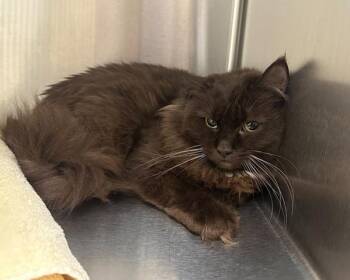 Crash -  Domestic Medium Hair Cat for Adoption in Stratham, New Hampshire - Crash | PetCurious