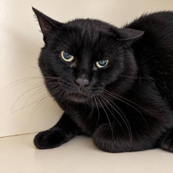 Mr. Wiggles -  Domestic Short Hair Cat for Adoption in Victor, New York - Mr. Wiggles | PetCurious