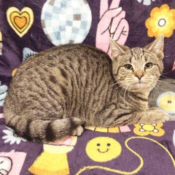 Rescue Domestic Short Hair Cats for Adoption in Mt. Juliet, Tennessee - Miley | PetCurious