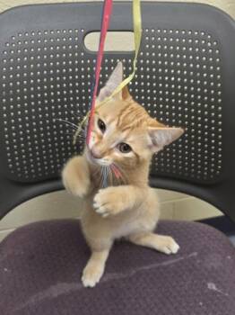 Dolls -  Domestic Short Hair Cat for Adoption in Westland, Michigan - Dolls | PetCurious