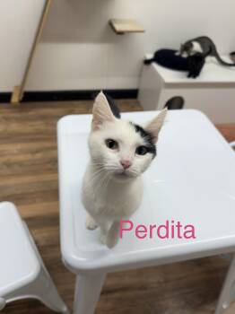 Rescue Domestic Short Hair Cats for Adoption in Wayland, Michigan - Perdita | PetCurious