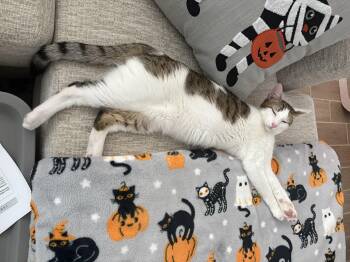 Rescue Domestic Short Hair Cats for Adoption in Fresno, California - Diet Coke | PetCurious