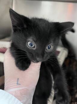 Blackthorn -  Domestic Short Hair Cat for Adoption in Cincinnati, Ohio - Blackthorn | PetCurious