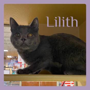 Tabby Cats Available for Adoption in Lawton, Oklahoma - LILITH | PetCurious