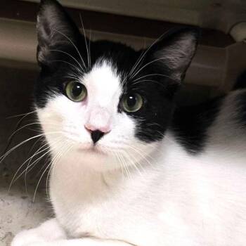 Skids -  Domestic Short Hair Cat for Adoption in Grayslake, Illinois - Skids | PetCurious