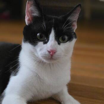 Penguin -  Domestic Short Hair Cat for Adoption in San Antonio, Texas - Penguin | PetCurious