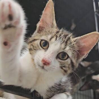 Aramis -  Domestic Short Hair Cat for Adoption in Columbus, North Carolina - Aramis | PetCurious