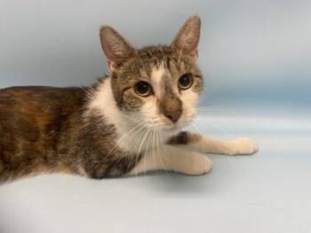 Dahlia -  Domestic Short Hair Cat for Adoption in Minneapolis, Minnesota - Dahlia | PetCurious