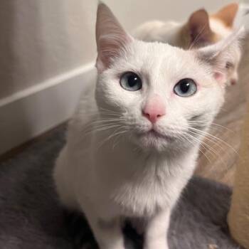 Domestic Short Hair Cats Available for Adoption - Opal (8) | PetCurious