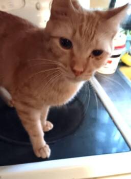 Domestic Short Hair Cats Available for Adoption - Billie | PetCurious