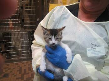 DANA -  Domestic Short Hair Cat for Adoption in Santa Rosa, California - DANA | PetCurious