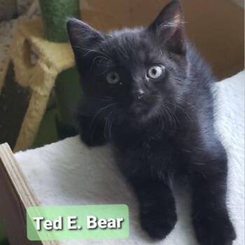 Ted E. Bear -  Domestic Short Hair Cat for Adoption in Carmel, Indiana - Ted E. Bear | PetCurious