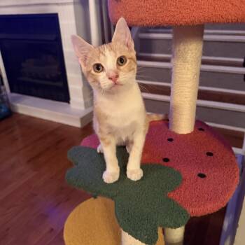 Chester -  Domestic Short Hair Cat for Adoption in Seneca, South Carolina - Chester | PetCurious