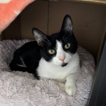 Rescue Domestic Short Hair Cats for Adoption in Puslinch, Ontario - Luna | PetCurious