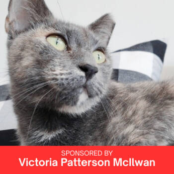 Rescue Domestic Short Hair Cats for Adoption in Brandon, Florida - Sweetie | PetCurious