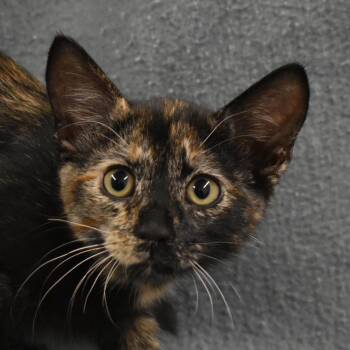 Titania -  Domestic Short Hair Cat for Adoption in Auburn, Nebraska - Titania | PetCurious