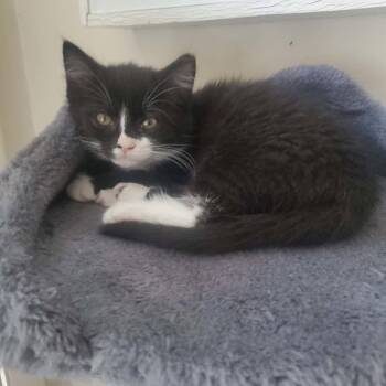 Emeya -  Domestic Short Hair Cat for Adoption in Cleveland, Ohio - Emeya | PetCurious