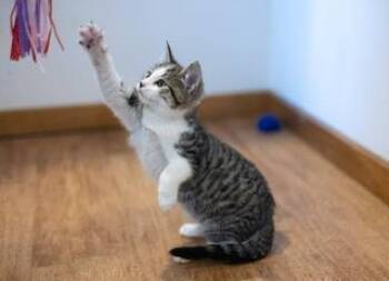 Peachy Pie -  Domestic Short Hair Cat for Adoption in Breinigsville, Pennsylvania - Peachy Pie | PetCurious