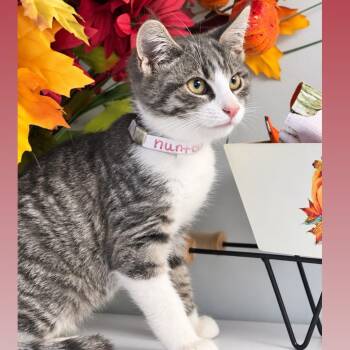 Hunter -  Domestic Short Hair Cat for Adoption in Syosset, New York - Hunter | PetCurious