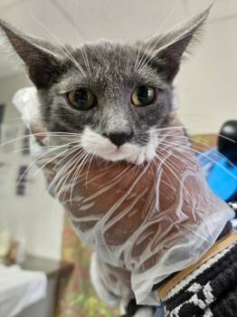 Eenie -  Domestic Short Hair Cat for Adoption in San Antonio, Texas - Eenie | PetCurious