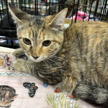 Sarah -  Domestic Short Hair Cat for Adoption in NEW PT RICHEY, Florida - Sarah | PetCurious