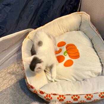 Winter -  Domestic Short Hair Cat for Adoption in Silver Spring, Maryland - Winter | PetCurious