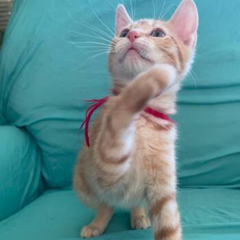 Domestic Short Hair Cats Available for Adoption - Toast | PetCurious