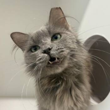 Petal -  Domestic Medium Hair Cat for Adoption in Phoenix, Arizona - Petal | PetCurious