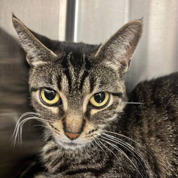 Rescue Domestic Short Hair Cats for Adoption in Oak Brook, Illinois - Tenny | PetCurious