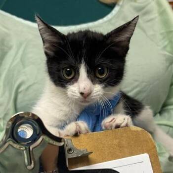 Abigail -  Domestic Short Hair Cat for Adoption in Tempe, Arizona - Abigail | PetCurious