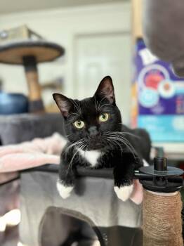 Rescue Domestic Short Hair Cats for Adoption in Beulaville, North Carolina - Princess | PetCurious