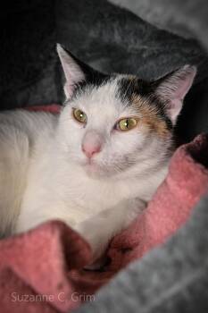 Lara -  Domestic Short Hair Cat Available for Adoption in Elmwood, Louisiana - Lara | PetCurious