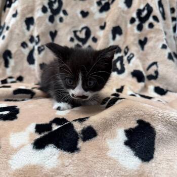 Oreo -  Domestic Short Hair Cat for Adoption in Parkersburg, West Virginia - Oreo | PetCurious