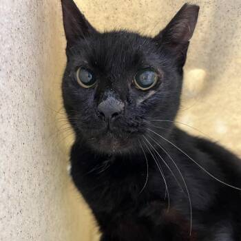 SVAS-Stray-38965 -  Domestic Short Hair Cat for Adoption in Lyndhurst, Virginia - SVAS-Stray-38965 | PetCurious