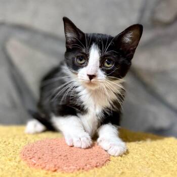 Mary -  Domestic Short Hair Cat for Adoption in South Elgin, Illinois - Mary | PetCurious