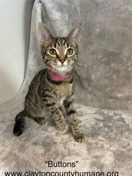 Rescue Tabby Cats for Adoption in Locust Grove, Georgia - Buttons - CCHS | PetCurious