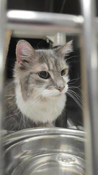 Rescue Domestic Medium Hair and Domestic Short Hair Cats for Adoption in Montreal, Quebec - Choupette | PetCurious
