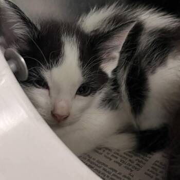 Sneezy -  Domestic Short Hair Cat for Adoption in Charleston, West Virginia - Sneezy | PetCurious