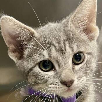 Domestic Short Hair Cats Available for Adoption in St. Louis, Missouri - TAG | PetCurious