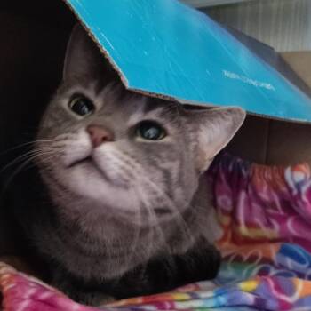 Queso -  Domestic Short Hair Cat for Adoption in Dearborn, Michigan - Queso | PetCurious
