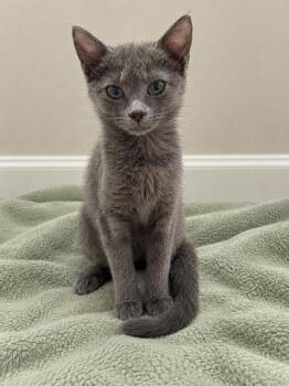 Juniper -  Domestic Short Hair Cat for Adoption in Greensboro, North Carolina - Juniper | PetCurious
