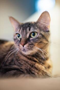 Willa -  Domestic Short Hair Cat for Adoption in Houston, Texas - Willa | PetCurious