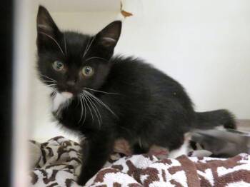 A476055 -  Domestic Short Hair Cat for Adoption in Oklahoma City, Oklahoma - A476055 | PetCurious