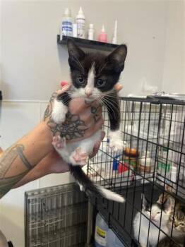 Marceline -  Domestic Short Hair Cat for Adoption in West Chester, Pennsylvania - Marceline | PetCurious