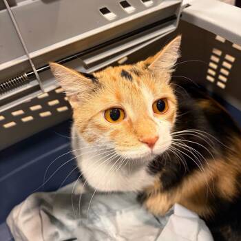 Sarafina -  Domestic Short Hair Cat for Adoption in Chattanooga, Tennessee - Sarafina | PetCurious
