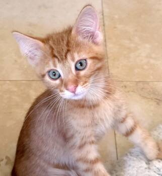 Chevy -  Domestic Short Hair and Tiger Cat for Adoption in Lake Monroe, Florida - Chevy | PetCurious