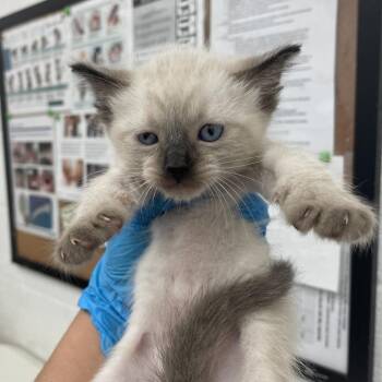 Domestic Short Hair Cats Available for Adoption - Love Bug | PetCurious