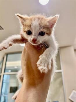 Domestic Short Hair Cats Available for Adoption in Pearland, Texas - CLARK | PetCurious