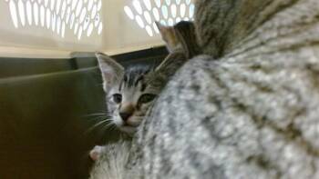 Domestic Short Hair Cats Available for Adoption in Oklahoma City, Oklahoma - A473578 | PetCurious
