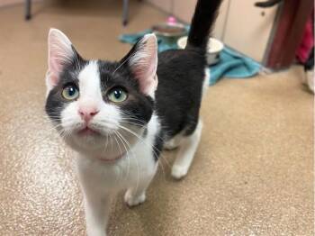 BRITTANY -  Domestic Short Hair Cat for Adoption in Fort Wayne, Indiana - BRITTANY | PetCurious
